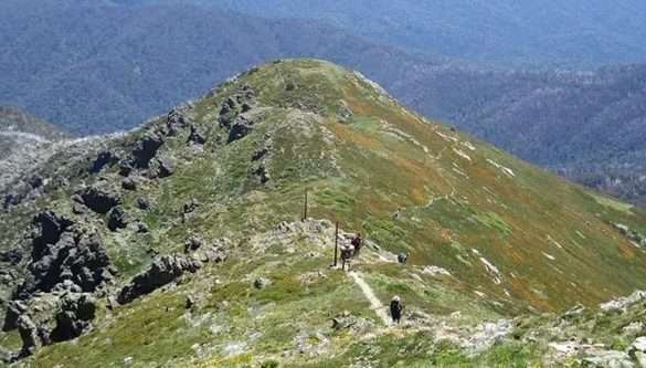 Mt Bogong Loop @ Alpine National Park (21km, elev 1500m)